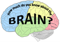 Brain quiz