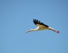 Are white storks addicted to junk food?
