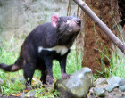 Does the microbiome hold the secret to successfully conserving the Tasmanian devil species?