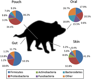 Baseline characterisation of gut, skin, pouch and oral microbiome