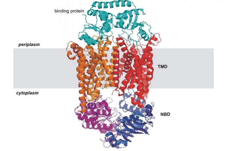 Structural asymmetry in proteins functioning as ATPases