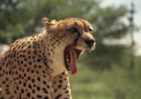 Cheetah_yawn