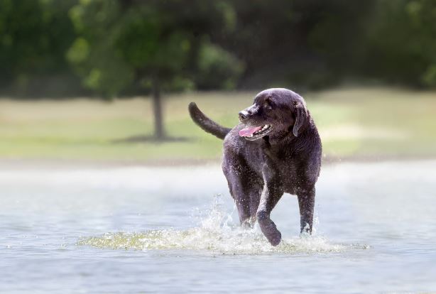 Do Labradors Hold The Key To Successful Aging In Humans On Biology