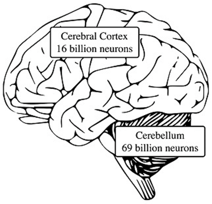 cerebrum and cerebellum