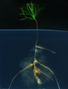A Pinus sylvestris seedling colonized by the ectomycorrhizal fungus Suillus luteus. Extraradical mycelium is proliferating over the agar plate and mycorrhizal root tips are developing.