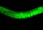 Adult C. elegans worm with GFP coding sequence inserted into a histone-encoding gene by Cas9-triggered homologous recombination