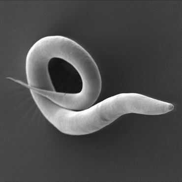 Our research team investigated for the first time the natural bacterial community of the roundworm Caenorhabditis elegans.