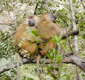 Two adult male Guinea baboons (2)