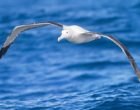 A wandering albatross in flight.