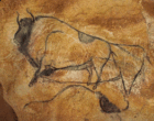 A prehistoric bison cave painting in Chauvet-Pont d’Arc, Ardèche, France.