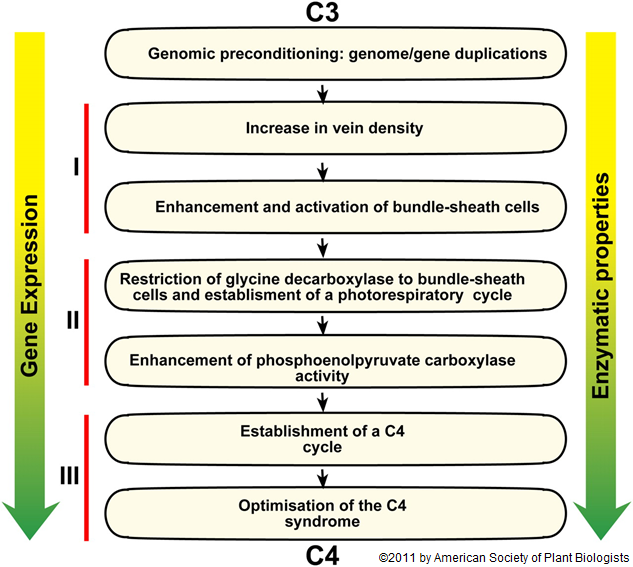 evolution-of-c4