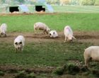 Pig farm in Staffordshire, UK