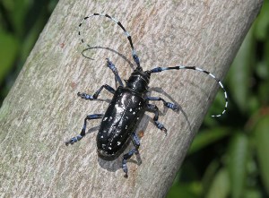 asian-longhorned-beetle