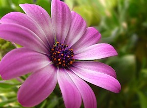 purple-flower-1378227891t6b