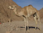 An Arabian camel (Camelus dromedarius
)