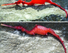 A ruby seadragon Phyllopteryx dewysea that washed up on the Point Culver cliffs in Western Australia