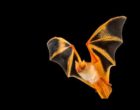 A Painted Bat (Kerivoula picta) in flight.