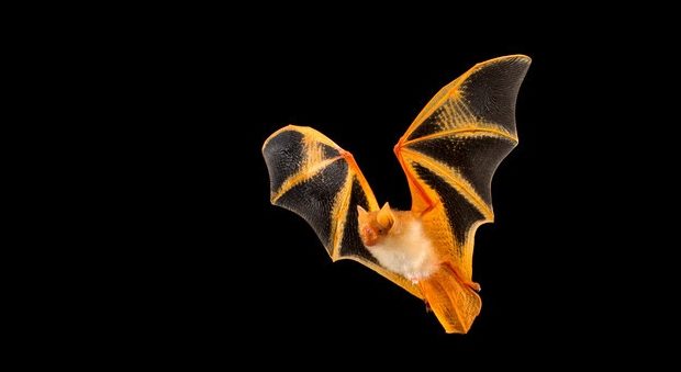 Inútil Universidad ventajoso On Biology The bat blueprint