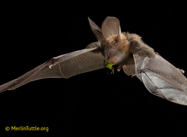 The Common or Egyptian slit-faced bat (Nycteris thebaica).