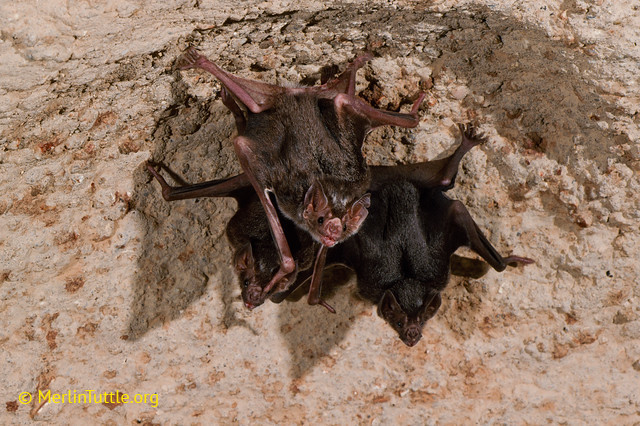 Vampire bats share meals with others and spend 6% of their time grooming.