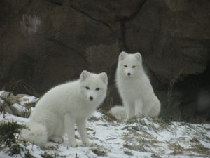 Rabies virus is maintained in Alaska and the Arctic by the arctic fox