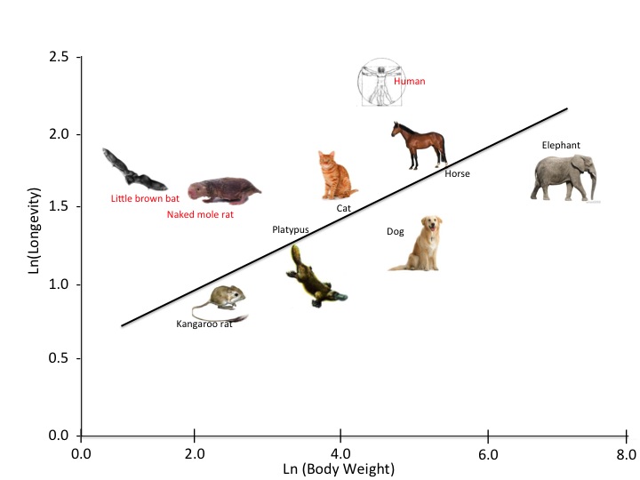  For most animals, the bigger you are, the longer you live. Bats are an obvious outlier. 