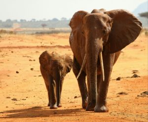 Two studies applied innovative DNA assignment methods to large seizures of ivory to identify the geographic origins of elephant poaching. Results indicated that seized ivory emanated from specific areas in Africa, leading the researchers to conclude that elephant poaching is spatially concentrated
