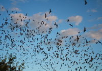 Mexican_free-tailed_bats_exiting_Bracken_Bat_Cave_(8006833815)