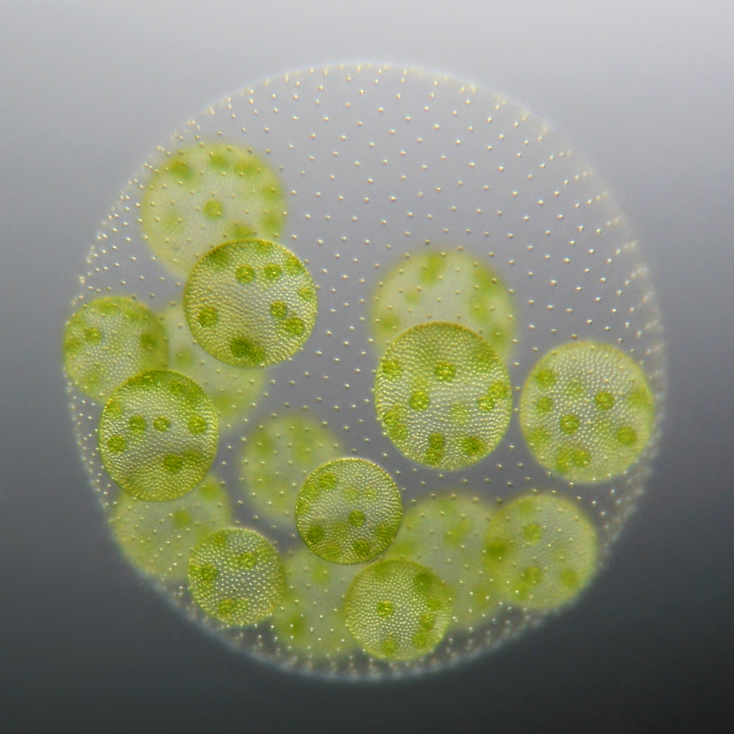 Unicellular to multicellular  What can the green alga 