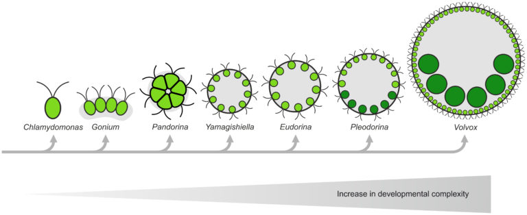 On Biology Unicellular to multicellular: What can the green alga Volvox ...