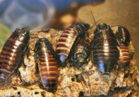 Cockroaches2
