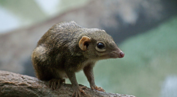 Ever wondered what goes on in a tree shrew’s mind? - On Biology