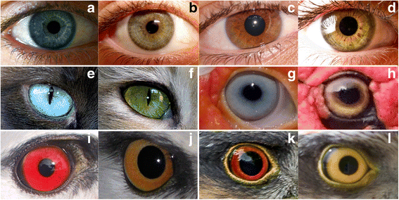 variability of eye coloration in humans and animals  on biology