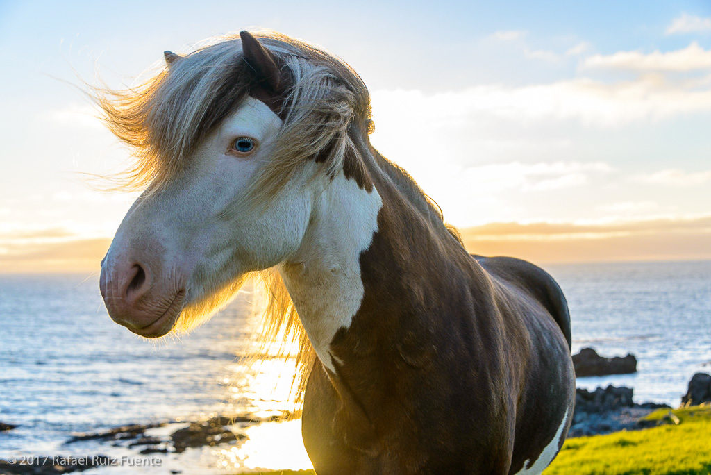 variability of eye coloration in humans and animals  on biology