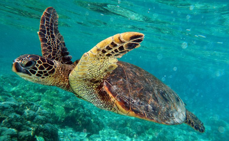 Culture vs. conservation: the murky waters of the marine turtle trade ...