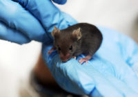 800px-Lab_mouse_mg_3213