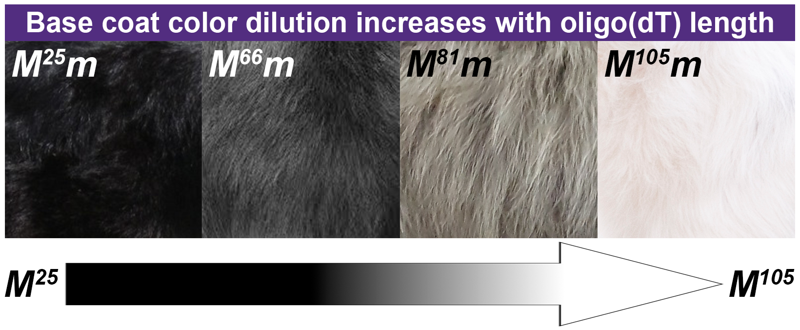 On Biology The Genetics Of Merle Coat Patterns In Dogs