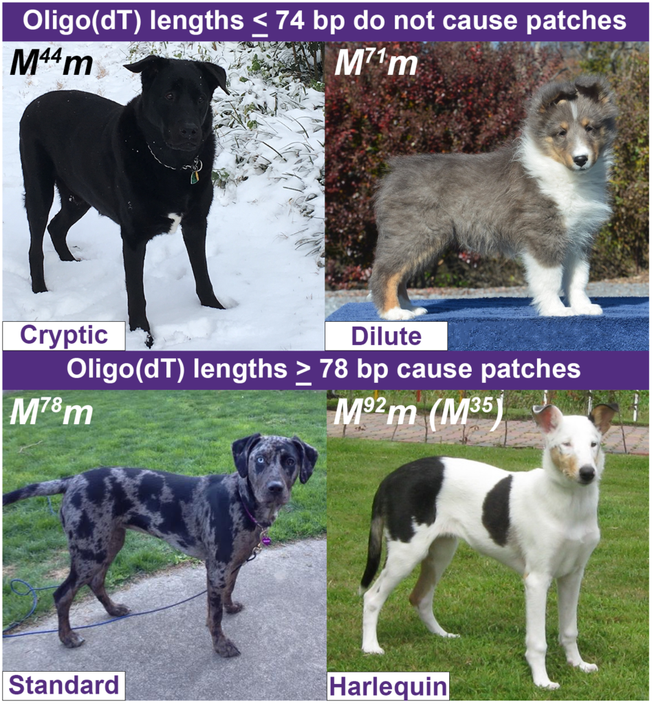 On Biology The genetics of merle coat patterns in dogs