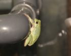 Frogpic1