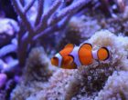 clownfish in coral reef