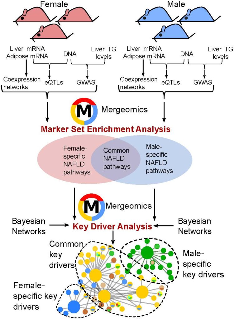 On Biology Do sex differences play a role in non-alcoholic fatty liver ...