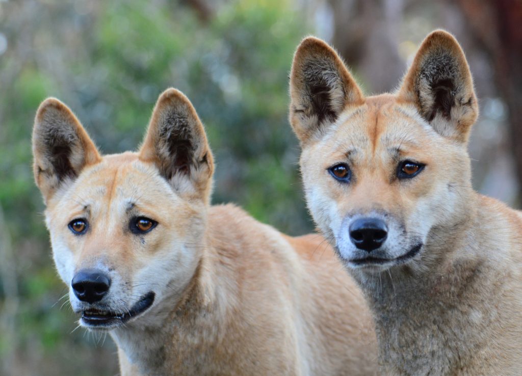 The Australian dingo: untamed or feral? On Biology