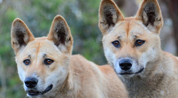 On Biology The Australian dingo: untamed or feral?