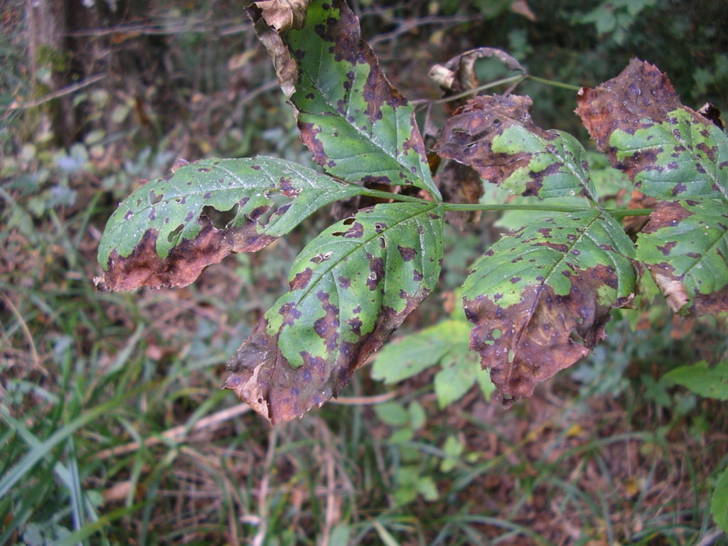 An early warning tool for quarantine plant pathogen detection On Biology