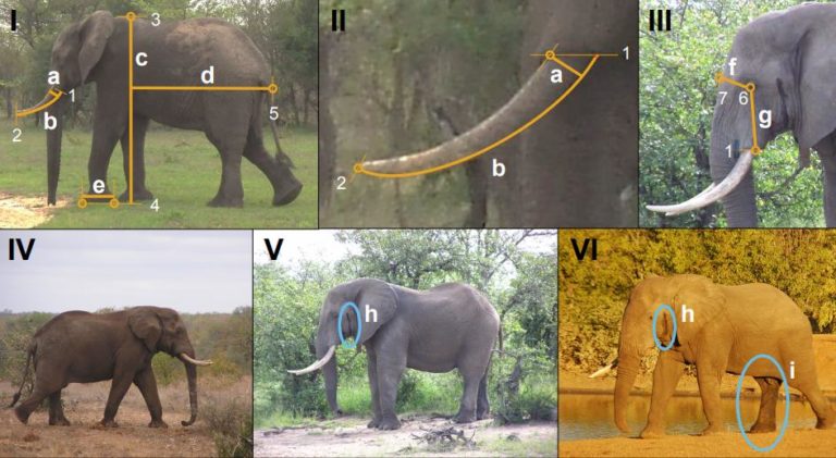 On Biology Data in a snap: Size, age and condition of elephants can be