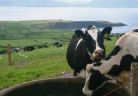 cattle-ireland