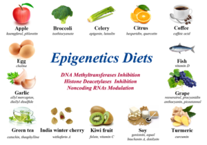 does diet cause epigenetics