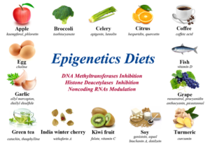 The Epigenetics Diet A Barrier Against Environmental - 