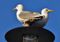 Herring Gulls Pic 1