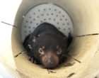 A young Tasmanian devil inside a trap.